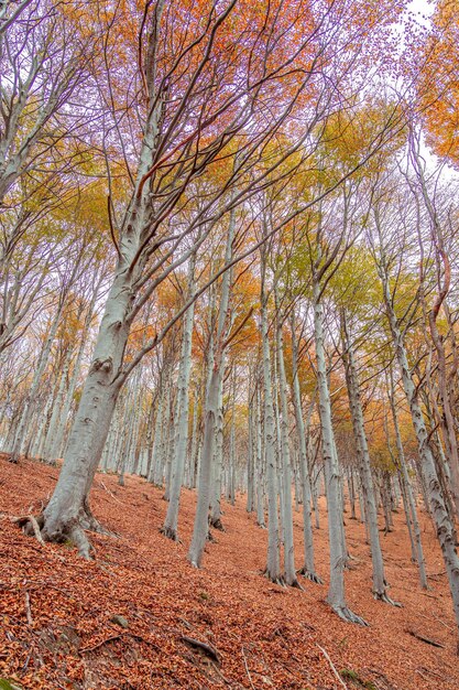 Photo forêt rouge en automne à colle del melogno italie