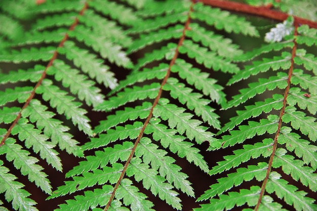 Forêt rouge à Rotorua, Nouvelle Zélande