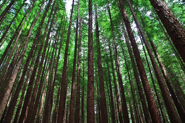 Forêt rouge à Rotorua, Nouvelle Zélande