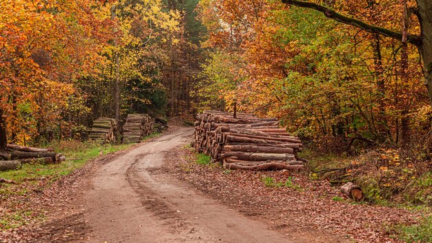 Forêt et route de campagne en automne Nature en automne Pologne