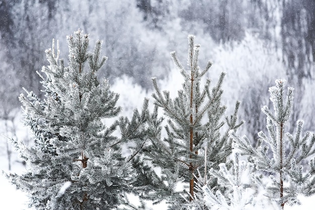 Forêt russe d'hiver enneigée