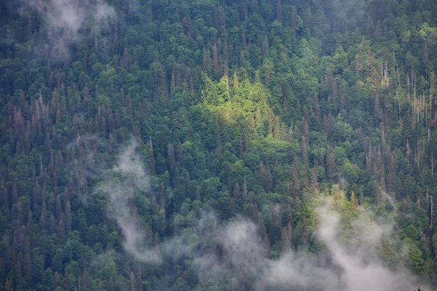 La forêt de sapins dans le brouillard