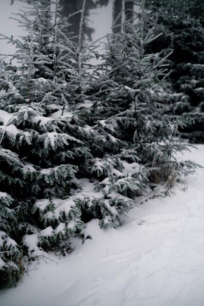 Forêt de sapins enneigée en hiver branches de sapin dans la neige