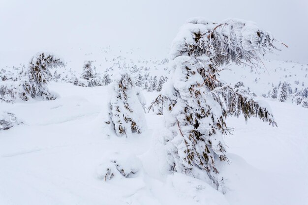 Forêt de sapins enneigés gelés après les chutes de neige et ciel gris dans la brume au jour d'hiver Carpates Ukraine