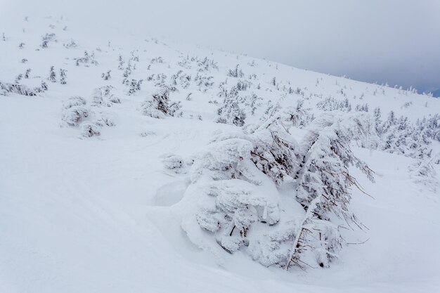 Forêt de sapins enneigés gelés après les chutes de neige et ciel gris dans la brume au jour d'hiver Carpates Ukraine