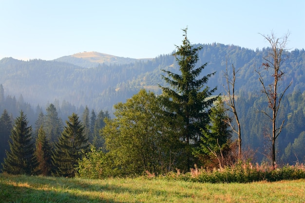 Forêt de sapins à flanc de montagne d'été (Ukraine, Carpates)