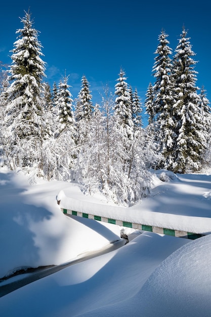 Forêt de sapins d'hiver enneigée de montagne alpine avec congères et petit ruisseau gelé