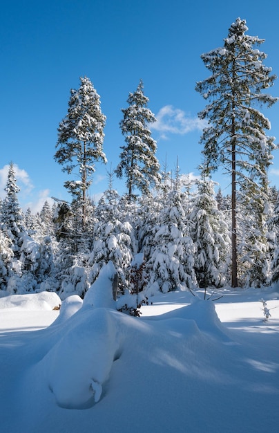 Forêt de sapins d'hiver enneigée de montagne alpine avec des congères