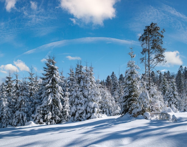 Forêt de sapins d'hiver enneigés de montagne alpine avec congères