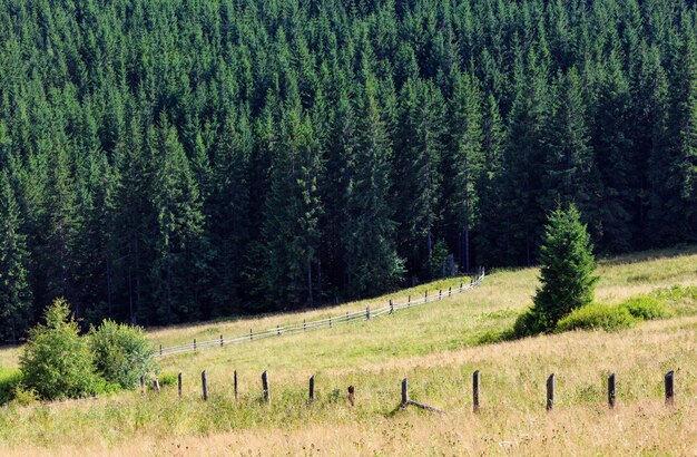 Photo forêt de sapins sur le versant d'une montagne d'été (carpates, ukraine).