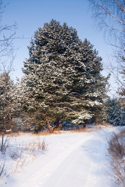 Forêt de sapins