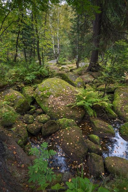 Forêt sauvage