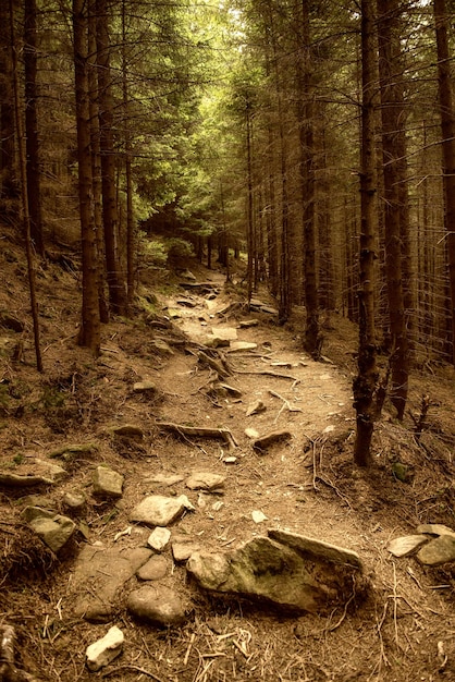 Forêt scandinave du nord