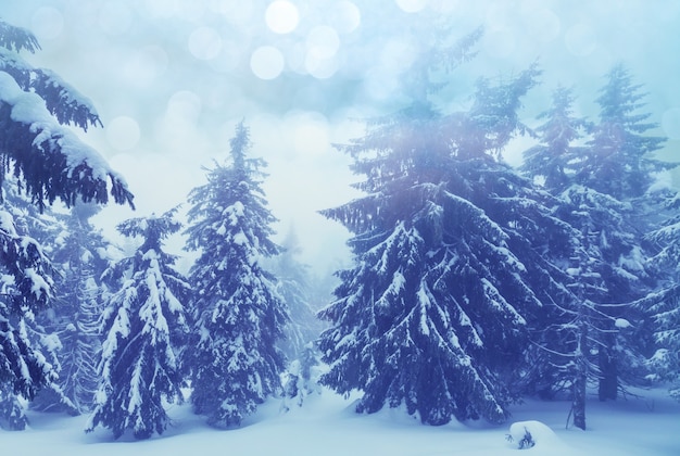 Forêt de scène d'hiver recouverte de neige, tonifiée comme un filtre instagram