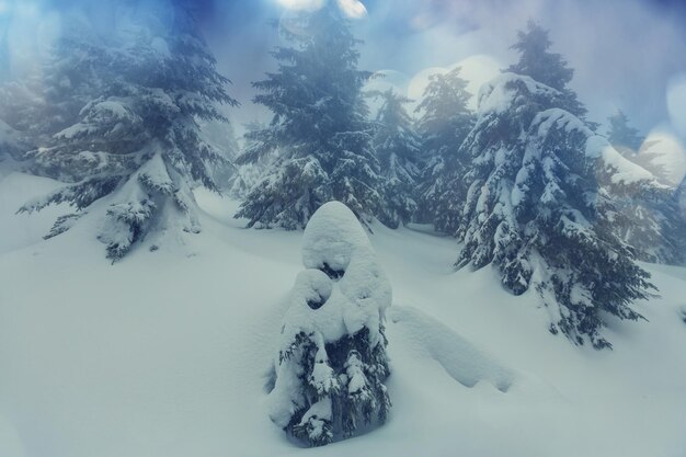 Forêt de scène d'hiver recouverte de neige, tonifiée comme un filtre instagram