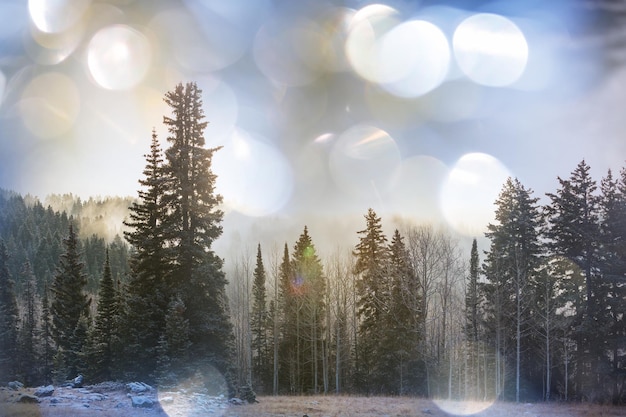 Forêt de scène d'hiver recouverte de neige, tonifiée comme un filtre instagram