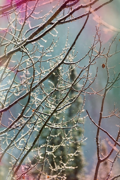 Forêt de scène d'hiver recouverte de neige, tonifiée comme un filtre instagram