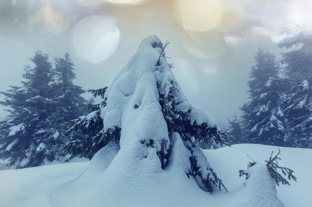 Forêt de scène d'hiver recouverte de neige, tonifiée comme un filtre instagram