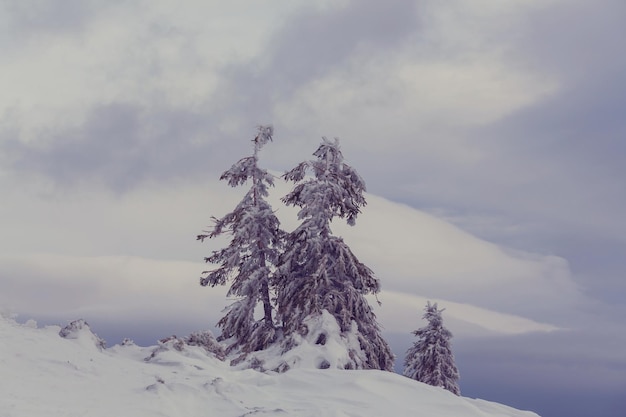 Forêt de scène d'hiver recouverte de neige, tonifiée comme un filtre instagram