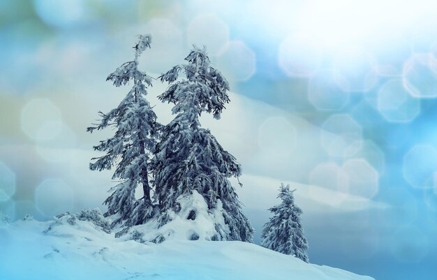 Forêt de scène d'hiver recouverte de neige, tonifiée comme un filtre instagram