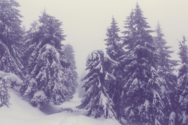 Forêt de scène d'hiver recouverte de neige, tonifiée comme un filtre instagram