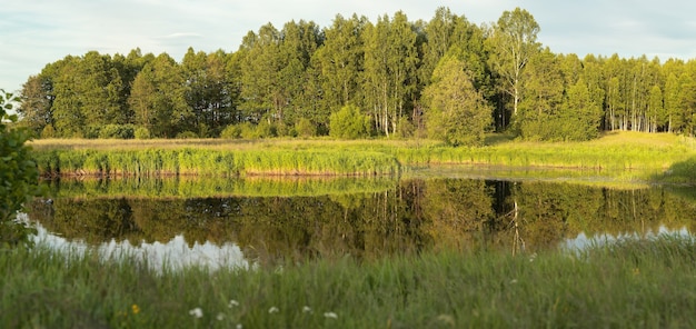 La forêt se reflète dans une surface lisse de l'eau du lac