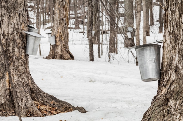 Forêt de seaux de sève d'érable sur les arbres