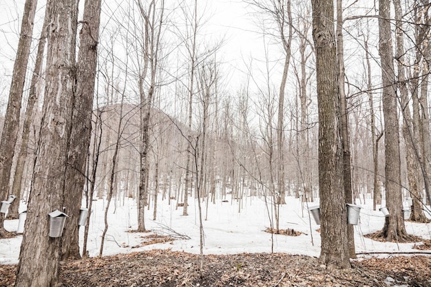 Forêt de seaux de sève d'érable sur les arbres