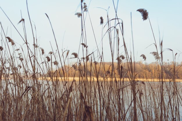 Forêt sèche avec végétation au début du printemps