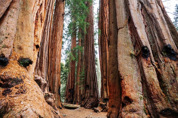 Forêt de séquoias en saison estivale