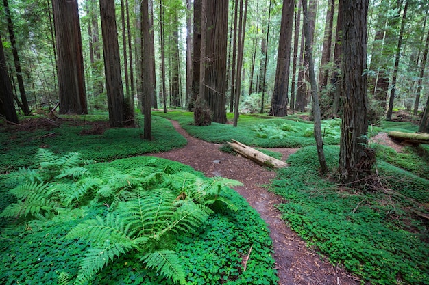 Forêt de séquoias en saison estivale