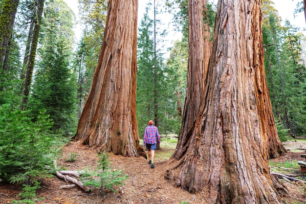 Forêt de séquoias en saison estivale