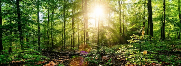 Forêt silencieuse au printemps avec de beaux rayons de soleil brillants