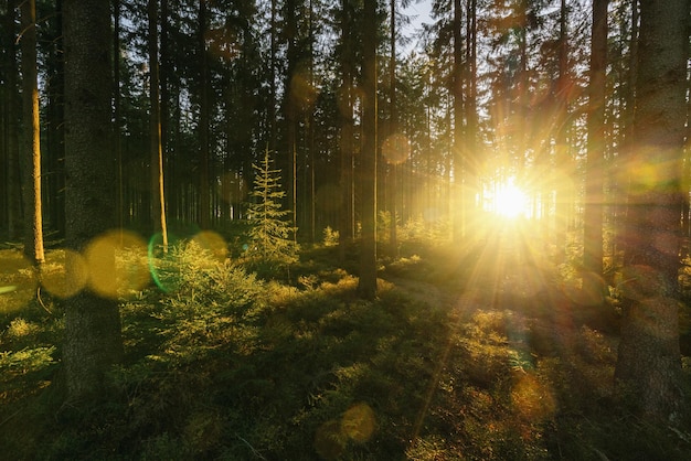 Forêt silencieuse au printemps avec de beaux rayons de soleil brillants