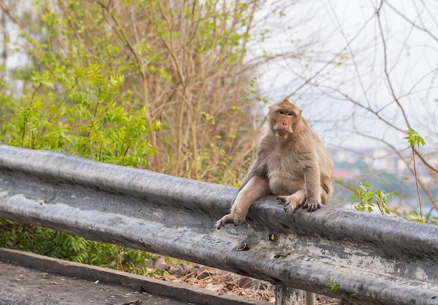 Forêt des singes