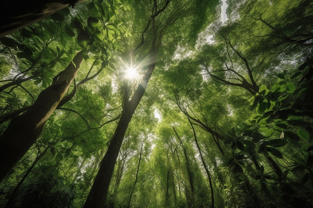 Une forêt avec le soleil qui brille à travers les arbres