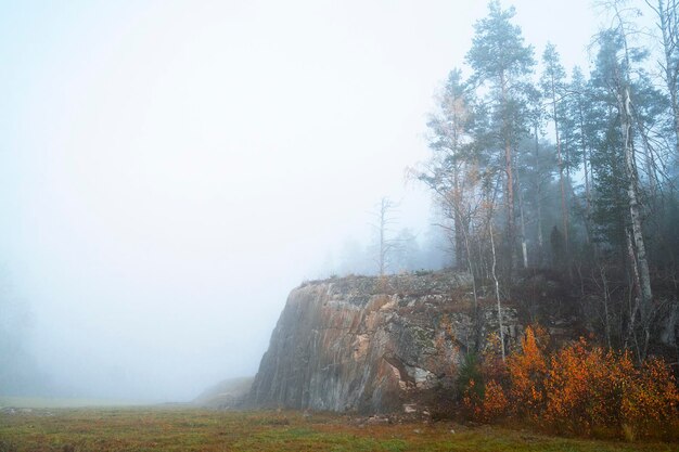 Forêt sombre dans le brouillard, paysage fantastique. Forêt sinistre et sombre le soir