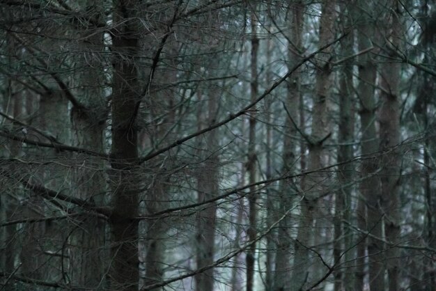 la forêt sombre la forêt effrayante