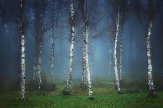 la forêt sombre la forêt effrayante