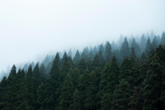 la forêt sombre la forêt effrayante