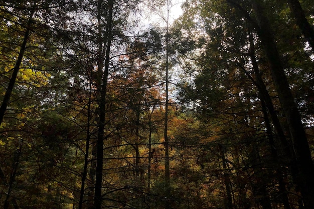 la forêt sombre la forêt effrayante