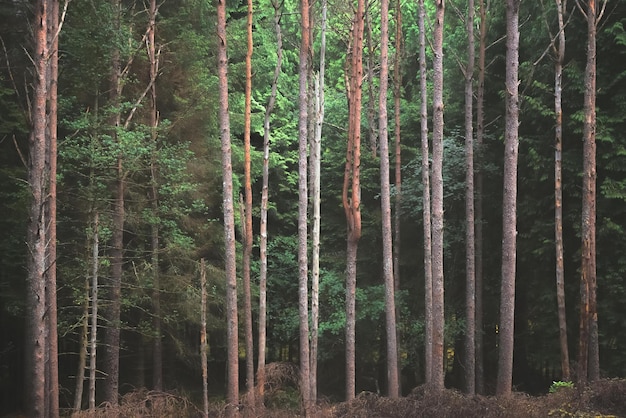 la forêt sombre la forêt effrayante