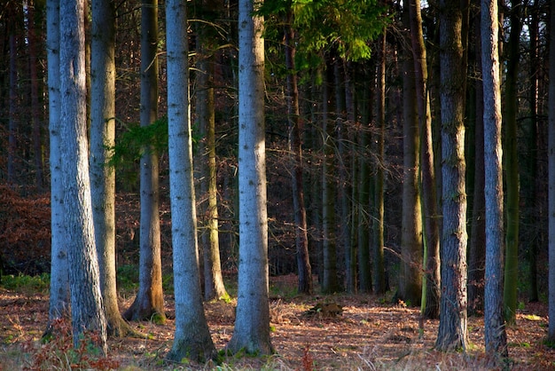 la forêt sombre la forêt effrayante