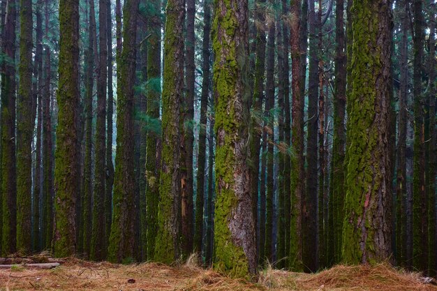 La forêt sombre - Pins aux troncs moussus