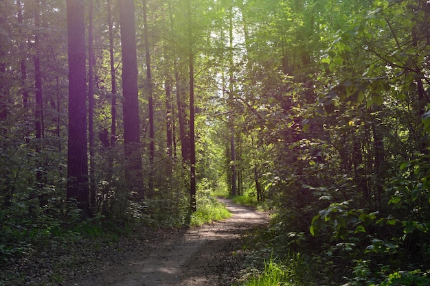 forêt sombre avec sentier de pins et soleil sur fond