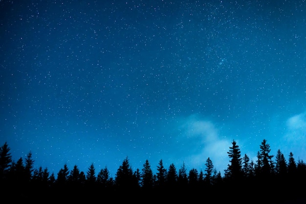 Forêt sous le ciel nocturne avec des étoiles