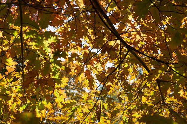 Forêt sous le soleil à l'automne