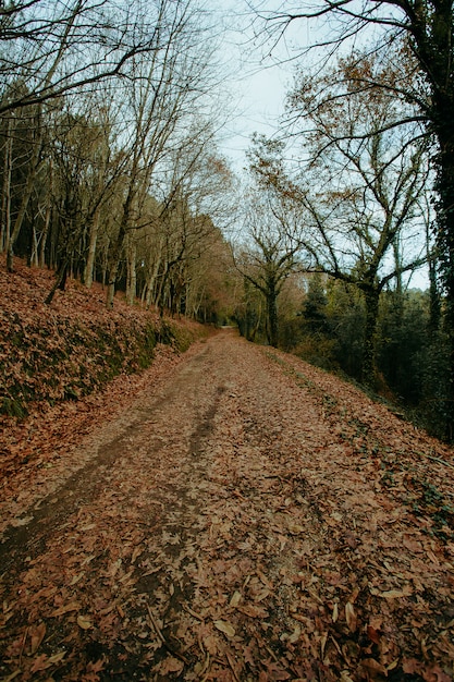 La forêt symétrique