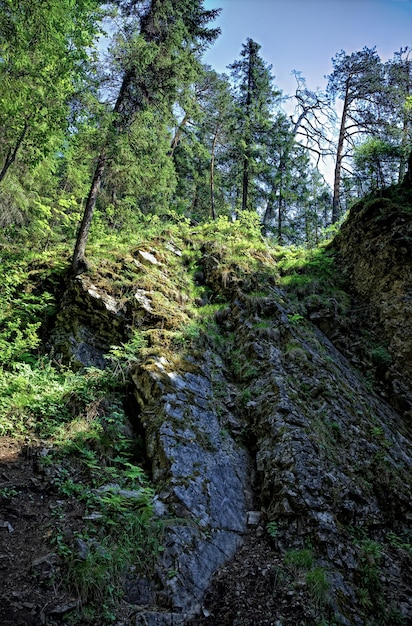 Forêt de taïga