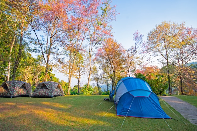 Forêt de tentes dans le parc national